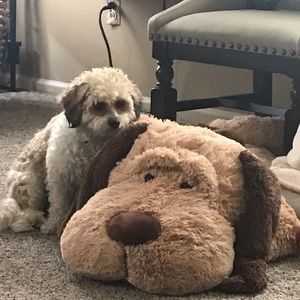 Meet your Posher, Brooke